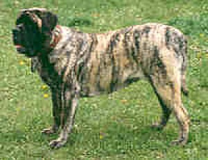 Obrázok