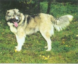 Obrázok