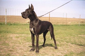 Obrázok